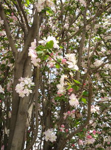 哪些花树适合在家里种呢？