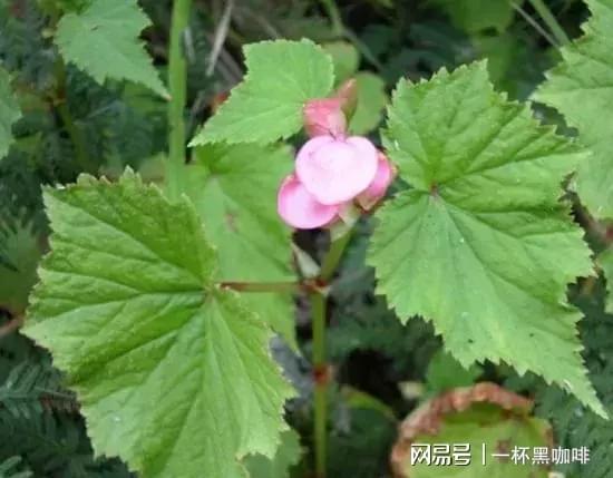 秋海棠落叶的神秘面纱