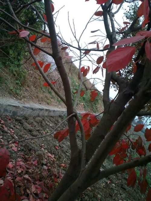 石榴树剪枝，如何把握时机