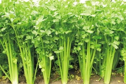 5. 芹菜