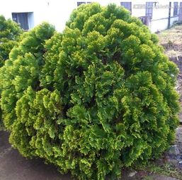 扁柏树叶子的用途探秘