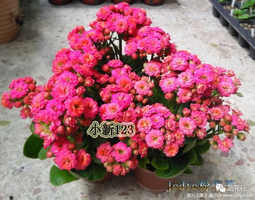 长寿花品种繁多，美不胜收