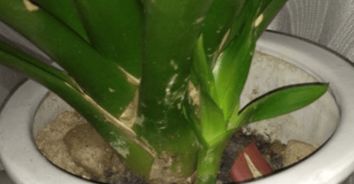 浇水要讲究方法