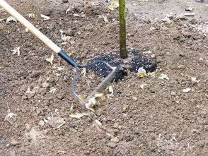 2. 浇灌后3天不浇水