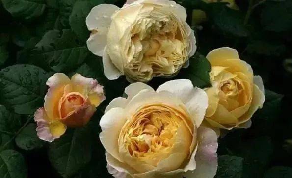 月季品种特点：富迎辉的独门秘籍