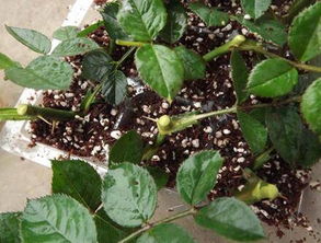 月季扦插，水分和温度的“魔法控制”