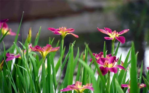 哎呀，我来数一数，德国鸢尾：