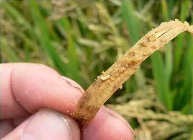 噻虫嗪对水稻负泥虫有效吗？水稻还有哪些主要病虫害需要防治？