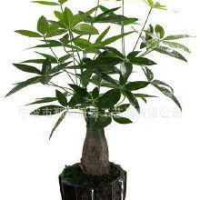 发财树花朵装饰，美得像童话里的花朵