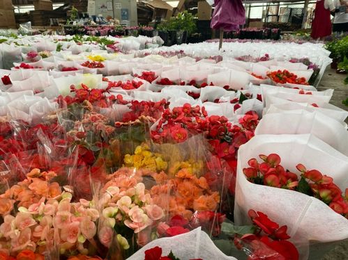 勿忘我花种子市场价波动大，品种繁多