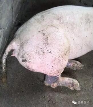 母猪产后瘫痪怎么办？