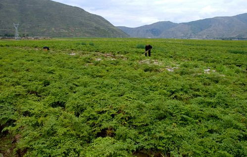 亩省2000元种苗费，这事儿靠谱吗？