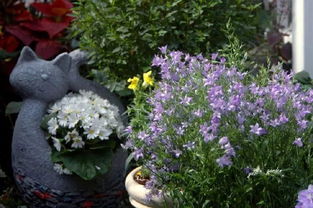 紫露草：高贵与耐寒的完美结合