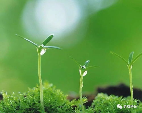 先说句大实话：