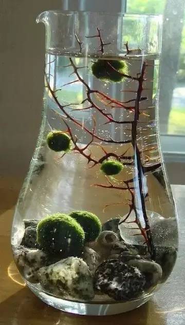 露天大水缸适合养水生植物？这些植物养在水缸里很美