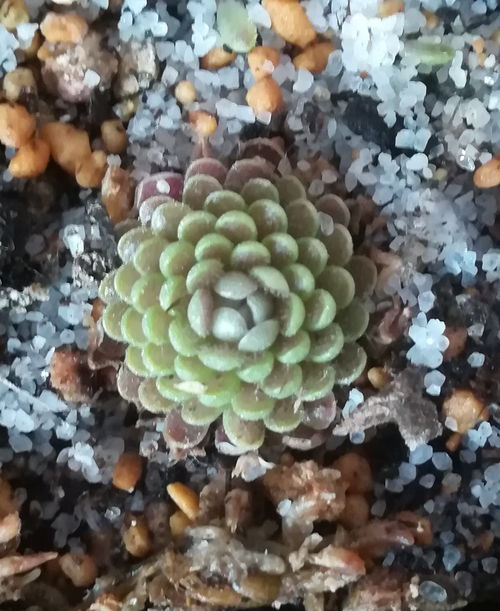 网纹捕虫堇Pinguicula reticulata的繁殖习性是否受到光照强度和土壤湿度的影响