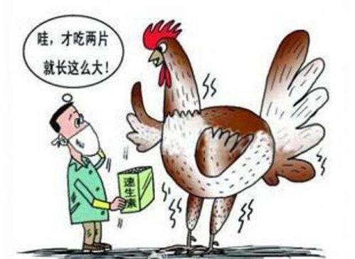 饲料鸡存在哪些潜在危害，如何确保其安全性和营养价值？