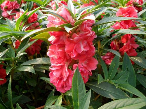 “凤仙花：艳丽易养，家居园艺新宠”