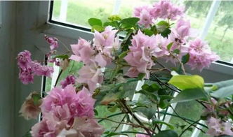 室内养花需谨慎，部分花卉易引发过敏或中毒