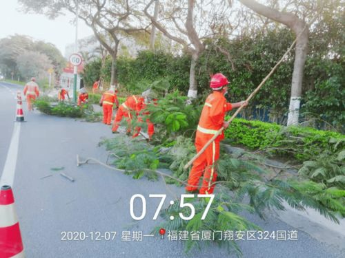 涂抹石灰，保护苗木不受病虫害侵害