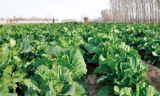 三、大白菜：清脆的绿意