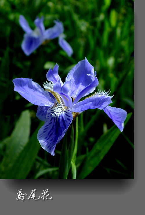 蓝花鸢尾， 那些古老的称呼