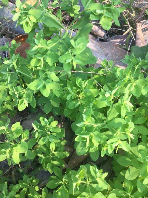 南欧大戟锈病来袭，大戟科植物养护攻略曝光！