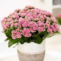 冬天怎么养长寿花？保持温暖湿润是关键吗
