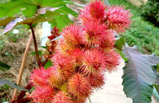 记住咯：种蓖麻就跟蒸馒头似的——火候差一点，后来啊差老远！