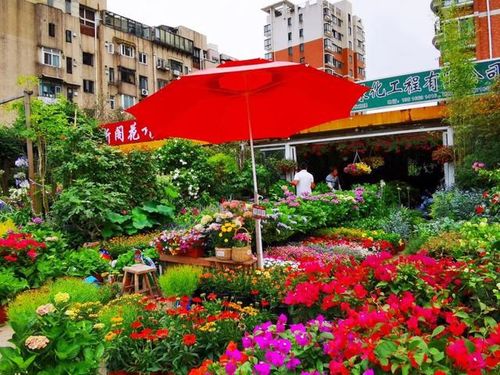 常州振兴花木市场， 省下300元的小窍门