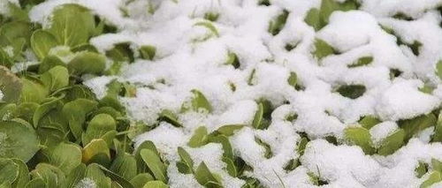 大棚里打农药的Zui佳时机