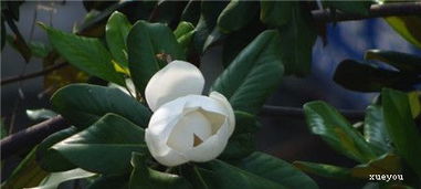 栾树与广玉兰病虫害的区别