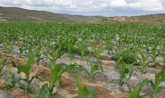 杂草种类繁多， 防治难度大