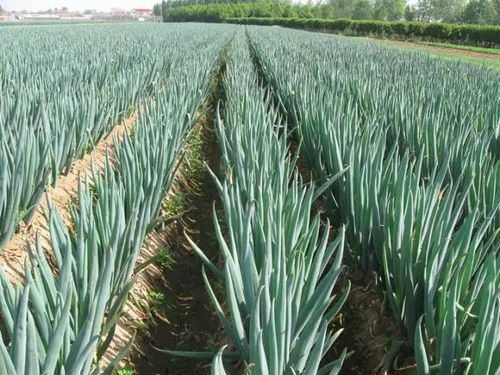 大葱和白菜的种植心得