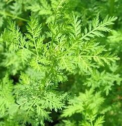 雪松煮水，养生保健的必备良药