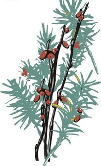 彩色植物，各具特色