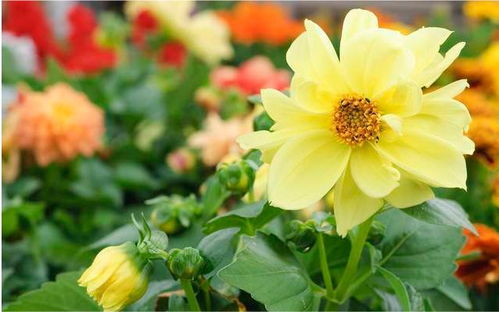 花老了怎么留种子？视频教程里的神秘步骤大揭秘！