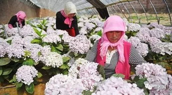 一、银川花卉市场在哪里？