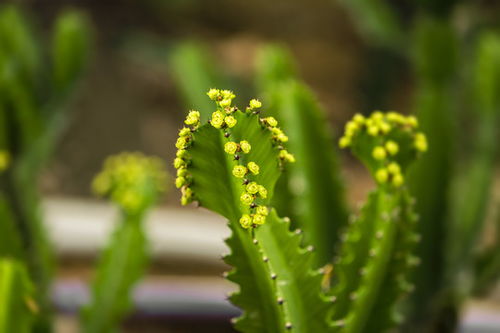 火殃勒：观赏药用两用