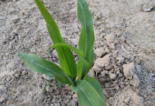 应对措施：如何减轻除草剂对蔬菜的危害