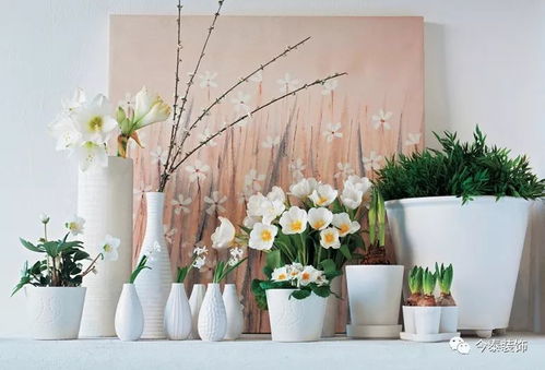 植物缺光的表现