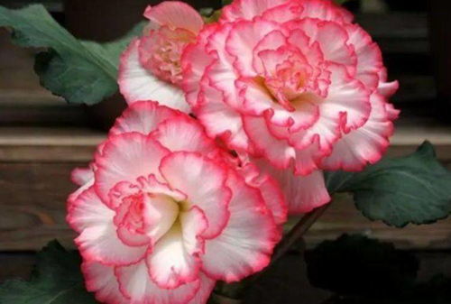 养土为先：球根海棠的盆土要求