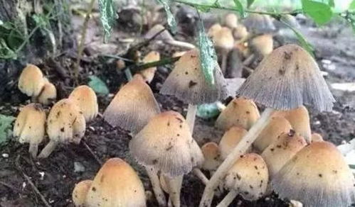 世界上最大的蘑菇有多大？看完这个你就知道了