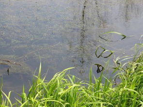 精喹禾灵， 水体芦苇的克星