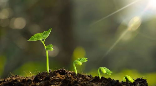 第三点：促进植物生长， 长得更漂亮