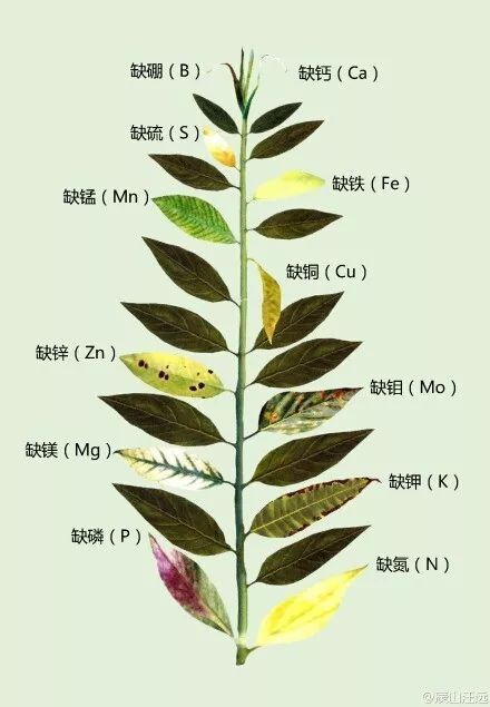 缟缦穗叶子黄了是何原因导致