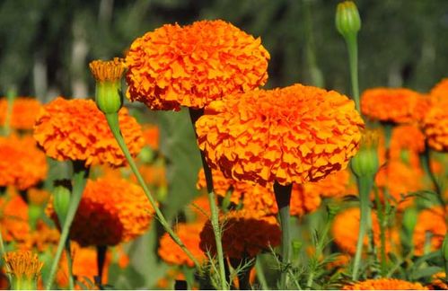 万寿菊一斤多少钱？5-12-21元选购指南！