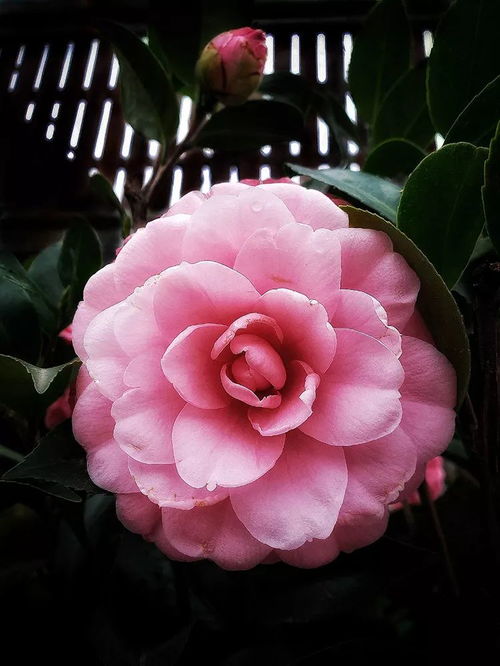 “山茶花美图抢先看，这些绝美瞬间