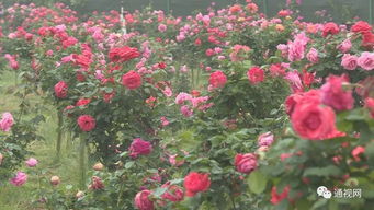 赏花经济， 乡村旅游的新动力