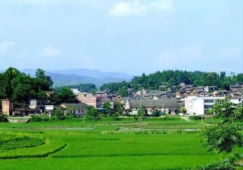 皖南农村路旁种什么花草蕞适宜？全年搭配指南